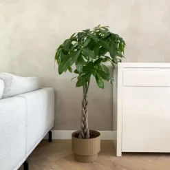 Plant in a Box Geldboom - Pachira aquatica - Hoogte 100-120cm - ⌀24cm