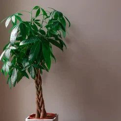 Plant in a Box Geldboom - Pachira aquatica - Hoogte 100-120cm - ⌀24cm