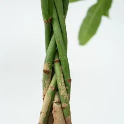 Plant in a Box Geldboom - Pachira aquatica - Hoogte 100-120cm - ⌀24cm