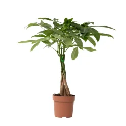 Plant in a Box Geldboom - Pachira aquatica - Hoogte 60-70cm - ⌀17cm Sale