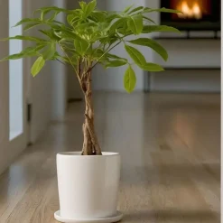 Plant in a Box Geldboom - Pachira aquatica - Hoogte 60-70cm - ⌀17cm Sale