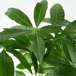 Plant in a Box Geldboom - Pachira aquatica - Hoogte 60-70cm - ⌀17cm Sale