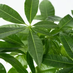 Plant in a Box Geldboom - Pachira aquatica - Hoogte 60-70cm - ⌀17cm Sale