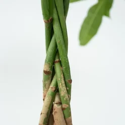 Plant in a Box Geldboom - Pachira aquatica - Hoogte 60-70cm - ⌀17cm Sale