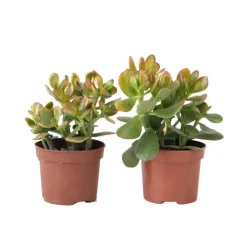 Plant in a Box Geldboom - Set van 2 - Crassula ovata 'Sunset' - Hoogte 15-20cm - ⌀12cm Online