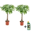 Plant in a Box Geldboom met voeding - Set van 2 - Pachira aquatica - Hoogte 60-70cm - ⌀17cm Hot