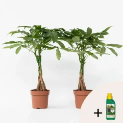 Plant in a Box Geldboom met voeding - Set van 2 - Pachira aquatica - Hoogte 60-70cm - ⌀17cm Hot