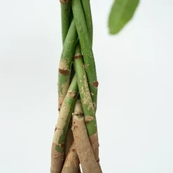 Plant in a Box Geldboom met voeding - Set van 2 - Pachira aquatica - Hoogte 60-70cm - ⌀17cm Hot