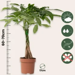 Plant in a Box Geldboom met voeding - Set van 2 - Pachira aquatica - Hoogte 60-70cm - ⌀17cm Hot