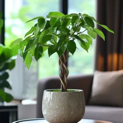 Plant in a Box Geldboom met voeding - Set van 2 - Pachira aquatica - Hoogte 60-70cm - ⌀17cm Hot