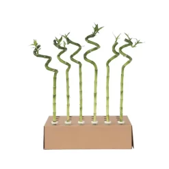 Plant in a Box Geluksbamboe - Set van 12 - Dracaena sanderiana - Hoogte 40-50cm - ⌀2cm Sale