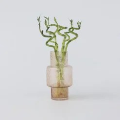 Plant in a Box Geluksbamboe - Set van 12 - Dracaena sanderiana - Hoogte 40-50cm - ⌀2cm Sale