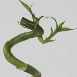 Plant in a Box Geluksbamboe - Set van 12 - Dracaena sanderiana - Hoogte 40-50cm - ⌀2cm Sale