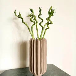 Plant in a Box Geluksbamboe - Set van 12 - Dracaena sanderiana - Hoogte 40-50cm - ⌀2cm Sale