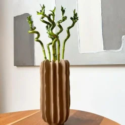 Plant in a Box Geluksbamboe - Set van 6 - Dracaena sanderiana - Hoogte 40-50cm - ⌀2cm Outlet