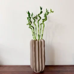 Plant in a Box Geluksbamboe - Set van 6 - Dracaena sanderiana - Hoogte 40-50cm - ⌀2cm Outlet