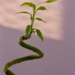 Plant in a Box Geluksbamboe - Set van 6 - Dracaena sanderiana - Hoogte 40-50cm - ⌀2cm Outlet