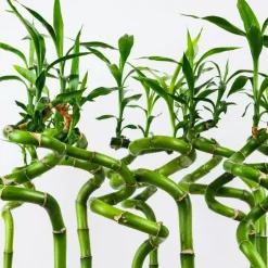 Plant in a Box Geluksbamboe - Set van 6 - Dracaena sanderiana - Hoogte 40-50cm - ⌀2cm Outlet