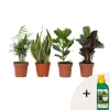 Plant in a Box Gemakkelijke kamerplanten - Set van 4 - Hoogte 25-40cm - ⌀12cm Discount