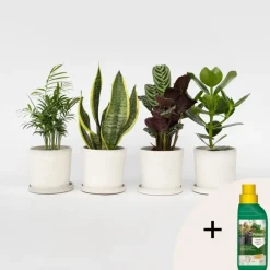 Plant in a Box Gemakkelijke kamerplanten - Set van 4 - Hoogte 25-40cm - ⌀12cm Discount