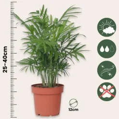 Plant in a Box Gemakkelijke kamerplanten - Set van 4 - Hoogte 25-40cm - ⌀12cm Discount