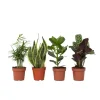 Plant in a Box Gemakkelijke kamerplanten - Set van 4 - Hoogte 25-40cm - ⌀12cm Clearance
