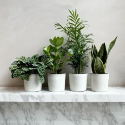 Plant in a Box Gemakkelijke kamerplanten - Set van 4 - Hoogte 25-40cm - ⌀12cm Clearance