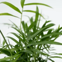 Plant in a Box Gemakkelijke kamerplanten - Set van 4 - Hoogte 25-40cm - ⌀12cm Clearance