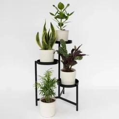 Plant in a Box Gemakkelijke kamerplanten - Set van 4 - Hoogte 25-40cm - ⌀12cm Clearance