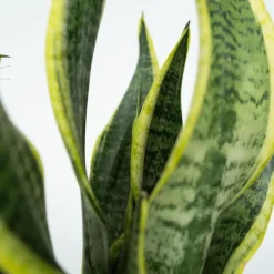 Plant in a Box Gemakkelijke kamerplanten - Set van 4 - Hoogte 25-40cm - ⌀12cm Clearance