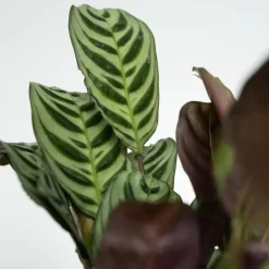 Plant in a Box Gemakkelijke kamerplanten - Set van 4 - Hoogte 25-40cm - ⌀12cm Clearance