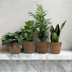 Plant in a Box Gemakkelijke kamerplanten - Set van 4 incl. mand - Hoogte 25-40cm - ⌀12cm Sale