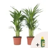Plant in a Box Goudpalm met voeding - Set van 2 - Dypsis lutescens - Hoogte 60-70cm - ⌀17cm