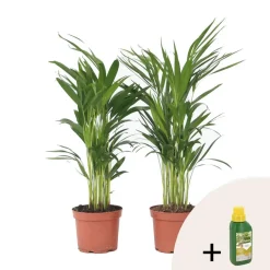 Plant in a Box Goudpalm met voeding - Set van 2 - Dypsis lutescens - Hoogte 60-70cm - ⌀17cm