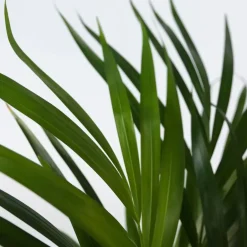 Plant in a Box Goudpalm met voeding - Set van 2 - Dypsis lutescens - Hoogte 60-70cm - ⌀17cm