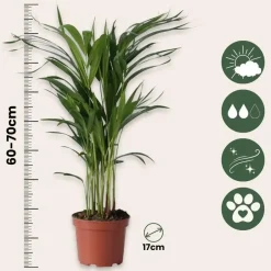 Plant in a Box Goudpalm met voeding - Set van 2 - Dypsis lutescens - Hoogte 60-70cm - ⌀17cm