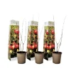 Plant in a Box Granaatappel - Set van 3 - Punica granatum - Hoogte 25-40cm - ⌀9cm Clearance