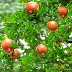 Plant in a Box Granaatappel - Set van 3 - Punica granatum - Hoogte 25-40cm - ⌀9cm Clearance