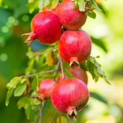 Plant in a Box Granaatappel - Set van 3 - Punica granatum - Hoogte 25-40cm - ⌀9cm Clearance