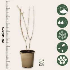 Plant in a Box Granaatappel - Set van 3 - Punica granatum - Hoogte 25-40cm - ⌀9cm Clearance