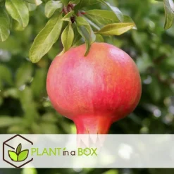 Plant in a Box Granaatappel - Set van 3 - Punica granatum - Hoogte 25-40cm - ⌀9cm Clearance