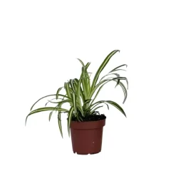 Plant in a Box Graslelie - Chlorophytum comosum 'Atlantic' - Hoogte 25-40cm - ⌀12cm Online