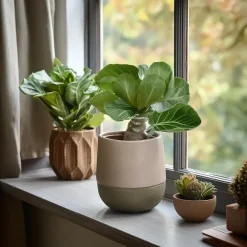 Plant in a Box Hawaiipalm - Brighamia insignis - Hoogte 25-35cm - Pot 12cm Discount