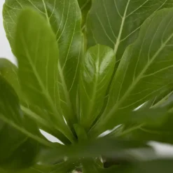 Plant in a Box Hawaiipalm - Brighamia insignis - Hoogte 25-35cm - Pot 12cm Discount