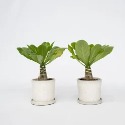 Plant in a Box Hawaiipalm - Set van 2 - Brighamia 'Insignis' - Hoogte 25-35cm - ⌀12cm Online