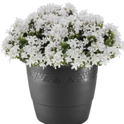 Hega Hogar Bloempot - antraciet - kunststof - sierrand - 60 cm