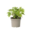 Plant in a Box Hortensia - Hydrangea quercifolia 'Toy Soldier' - Hoogte 25-40cm - ⌀19cm Sale