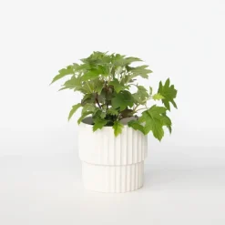 Plant in a Box Hortensia - Hydrangea quercifolia 'Toy Soldier' - Hoogte 25-40cm - ⌀19cm Sale