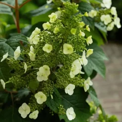 Plant in a Box Hortensia - Hydrangea quercifolia 'Toy Soldier' - Hoogte 25-40cm - ⌀19cm Sale