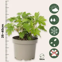 Plant in a Box Hortensia - Hydrangea quercifolia 'Toy Soldier' - Hoogte 25-40cm - ⌀19cm Sale
